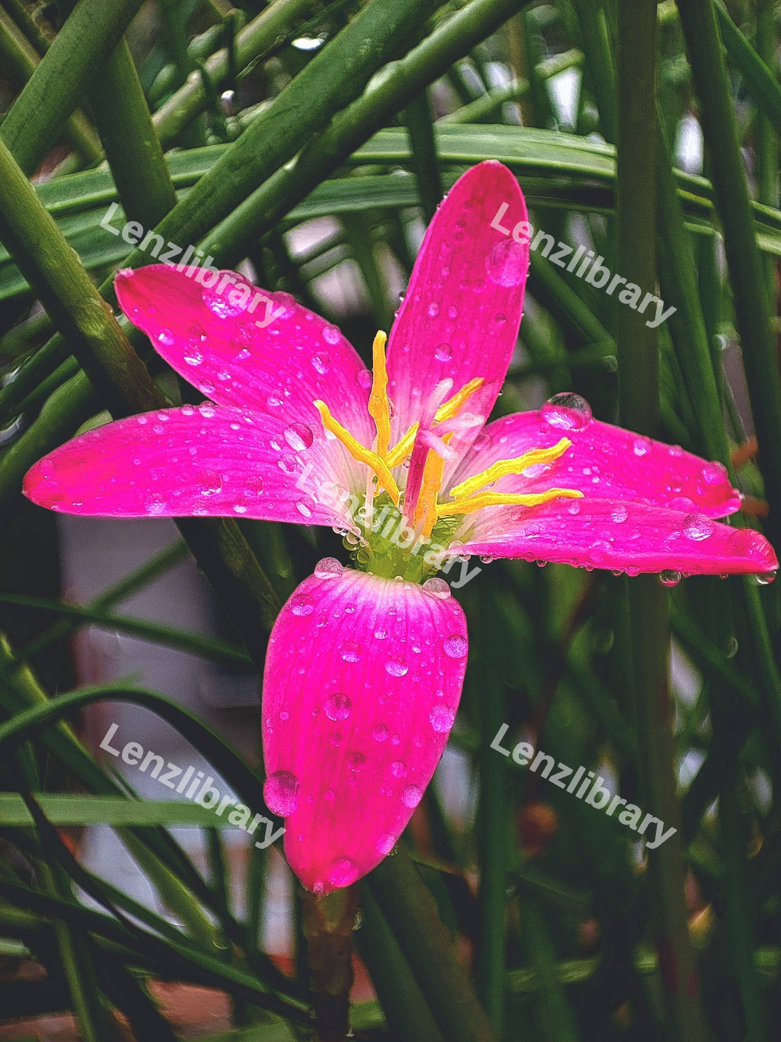 Pink rain lilly Flower
